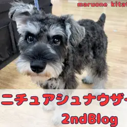 【 ミニチュアシュナウザー 】カットをして愛らしさがパワーアップしたシュナちゃん