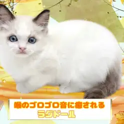 【 ラグドール 】喉のゴロゴロが止まらない？！超絶甘えん坊ラグちゃん