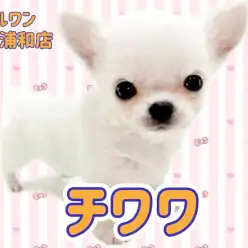 【 チワワ 】究極の純白パピー!マルワンプレミアムの小さな天使が登場!