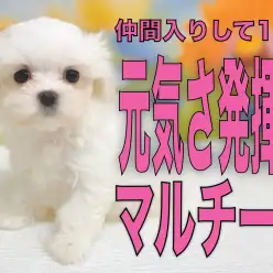 【 マルチーズ 】元気さ発揮！全力で遊んで自分だけの空間で安心して寝る！