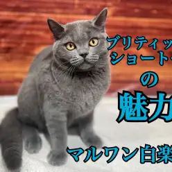 【 ブリティッシュショートヘア 】猫デビューにぴったりおっとり性格の癒し系に注目