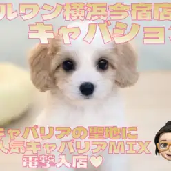 【 キャバション 】キャバリア聖地に大人気キャバリアMIXが電撃入店！