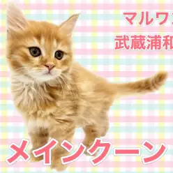 【 メインクーン 】レッドタビーのゴージャスな被毛を持つ優しい性格の女の子