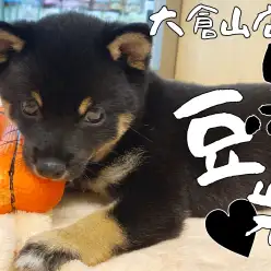 【 豆柴 】遊ぶのダイスキな豆柴ちゃんがお店にきて1週間経過レビュー！