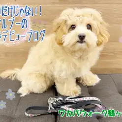 【 MIX 】天才!マルプーちゃんのお散歩ブログ