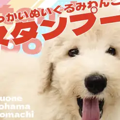 【 スタンダードプードル 】圧倒的存在感なぬいぐるみわんこが横浜元町店に登場！