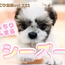 【 ほっこり北通vol.221 】もっちりまんまるシーズーちゃん!