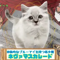 【 ネヴァマスカレード 】希少猫！ネヴァマスカレードとは？！