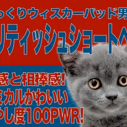 【 ブリティッシュショートヘア 】一人暮らしに癒しをくれる相棒をご紹介！