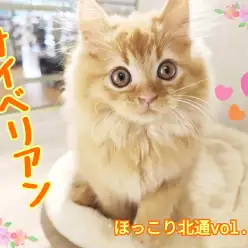 【 ほっこり北通vol.218 】元気いっぱい遊び上手なサイベリアンくん登場！