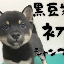 【 豆柴 】初シャンプーに挑戦！ふかふかの被毛は最高の触り心地！