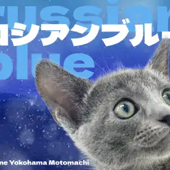 【 ロシアンブルー 】優雅な見た目が魅力的なロシブルちゃんが横浜元町店に登場！