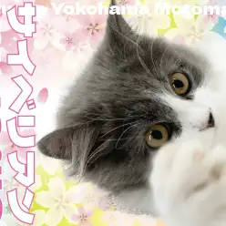 【 サイベリアン 】美しさと愛らしさ!超美猫なルックスを持つサイベちゃん!
