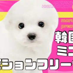 【 ビションフリーゼ 】争奪戦必須!超話題の韓国ミニビションが東川口店初登場!