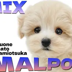 【 マルプー 】この可愛さに出会ったら忘れられないMIXの魅力を全てご紹介！