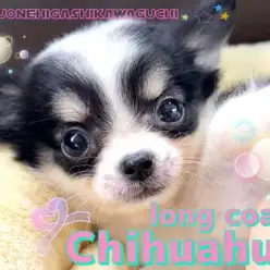 【 チワワ 】黒と白の美しいコントラストにご注目!オリジナリティ溢れる女の子!