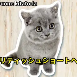 【 ブリティッシュショートヘア 】穏やかな性格で丸顔のお姫様が埼玉県に登場！