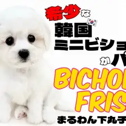 【 ビションフリーゼ 】パパはウワサのミニビション!魅力満載の出会いがここに!