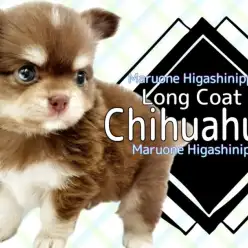 【 チワワ 】温かいココアのようなチョコレート＆タンを纏った男の子が登場！