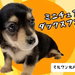 【 ミニチュアダックス 】大人気ブラック＆イエロー女の子が北戸田店にやってきた！