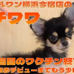 【 チワワ 】3回目ワクチン終了!今日も元気な黒チワワちゃま最新情報をお届け!