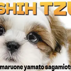 【 シーズー 】この愛嬌に癒される！ペチャ顔わんこが貴方にそっと寄り添います！