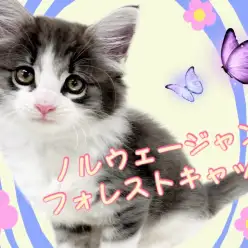 【 ノルウェージャンフォレストキャット 】いつも側にいて幸せを与えてくれる女の子