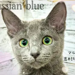 【 ロシアンブルー 】ギャップ萌え間違いなし！生後5ヶ月を迎えるロシアンちゃん！
