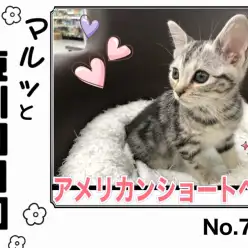 【 マルっと東川口日和No.79 】躍動感溢れる姿に注目のアメショちゃん