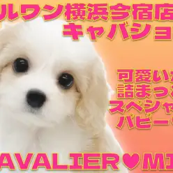 【 キャバション 】奇跡のブレナムスポットを持つ甘え上手な女の子！