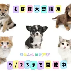 【 お知らせ 】9/23までのお得な限定イベント!お客様大感謝祭開催中!