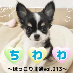 【 ほっこり北通vol.213 】賢くて人が大好きな甘えん坊チワワくん！