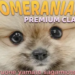 【 ポメラニアン 】プレミアム認定！滅多に出会えない可愛らしさを誇るたぬきポメ！