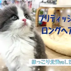 【 ほっこり北通vol.216 】気品あふれるブリティッシュロングヘア!