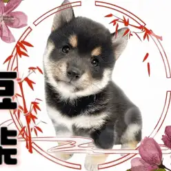 【 黒豆柴 】KC認定！クマフェイスが魅力的な豆柴界のスーパースターが降臨