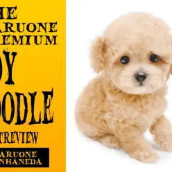 【 トイプードル 子犬 】輝くアプリコットカラーと短めマズルのプレミアム女子をご紹介!