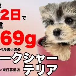 【 ヨークシャーテリア 】480gの小さめサイズ！マグカップヨーキー登場！