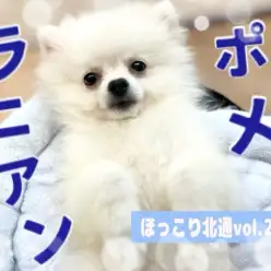【 ほっこり北通vol.214 】毎日が大冒険！生後4ヶ月のポメラニアンくん