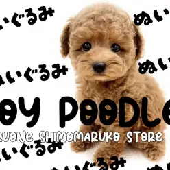 【 トイプードル 】毛量と可愛さが自慢！ぬいぐるみのようなアプリコットの男の子！