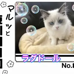 【 マルっと東川口日和No.83 】超美猫ラグちゃん!華麗な猫じゃらしの舞