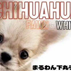 【 チワワ 】小さめで飼いやすい!穏やかで甘えん坊な男の子の魅力をたっぷり紹介!