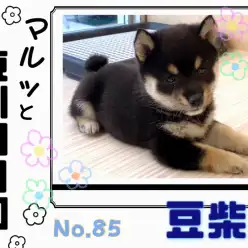 【 マルっと東川口日和No.85 】どんな時でもマイペースな黒豆柴くん!