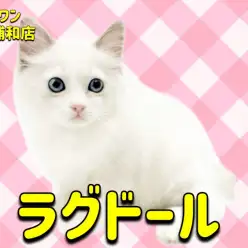 【 ラグドール 】ブルーの瞳に吸い込まれるブルーポイントバイカラーの女の子