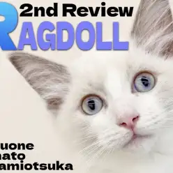 【 ラグドール 】サファイアブルーの瞳に磨きがかかった甘えん坊ボーイの成長記録