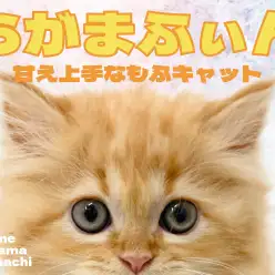 【 ラガマフィン 】癒し系な美形ラガちゃんが横浜元町店に登場です!