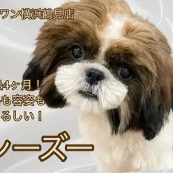 【 シーズー 】もうすぐ生後5ヶ月！フレンドリーな女の子に成長中！