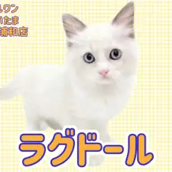 【 ラグドール 】穏やかで優しい性格が魅力！ブルーポイントバイカラーの女の子