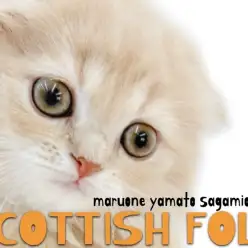 【 スコティッシュフォールド 】クリームの優しい毛色と垂れ耳が愛らしい丸顔猫！