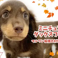 【 ミニチュアダックスフント 】人気カラーのチョコタンダックスが志村坂下店に登場