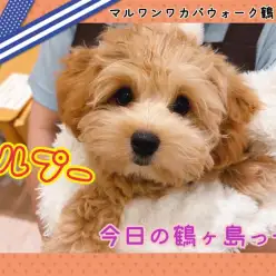 【 今日の鶴ヶ島っ子  】 癒し系マルプーちゃんのご紹介!